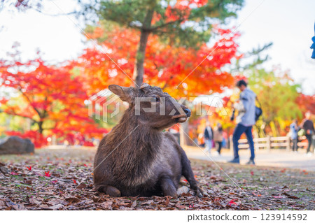 [秋] 奈良公園的鹿 [紅葉] 123914592