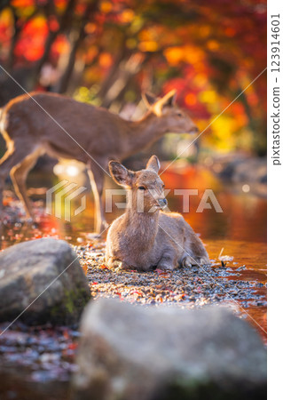 [Autumn] Deer in Nara Park [Autumn leaves] 123914601