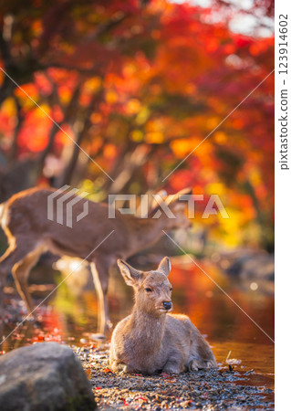[Autumn] Deer in Nara Park [Autumn leaves] 123914602