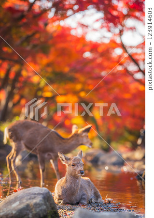 [秋] 奈良公園的鹿 [紅葉] 123914603