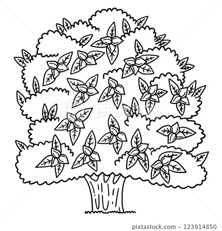 Pecan Tree Fruit Plant Isolated Coloring Page Pecan Tree Fruit Plant Isolated Coloring Page 123914850