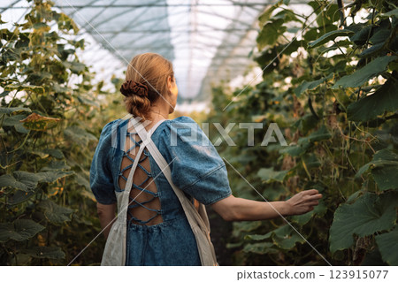 A young woman in an apron checks the cucumbers. An attractive farmer takes care of the plants A young woman in an apron checks the cucumbers. An attractive farmer takes care of the plants 123915077