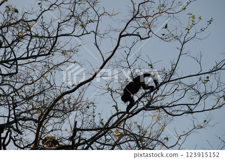 Monkey climbs tree branches at dusk in a serene natural setting 123915152