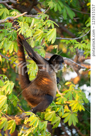 Howler monkey swinging through lush green foliage in a tropical forest during sunset Howler monkey swinging through lush green foliage in a tropical forest during sunset 123915157