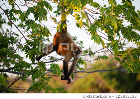 Monkey swinging among lush green leaves in a vibrant natural habitat Monkey swinging among lush green leaves in a vibrant natural habitat 123915158