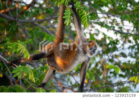 Howler monkey hanging from a branch in a lush green forest during sunset Howler monkey hanging from a branch in a lush green forest during sunset 123915159
