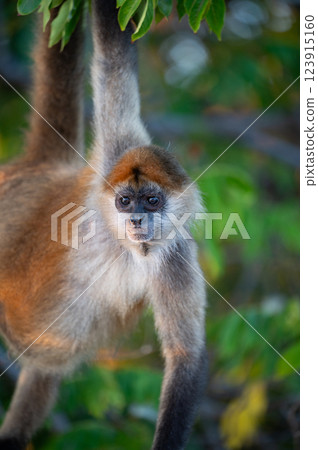 Capuchin monkey hangs from tree branch in tropical forest during golden hour 123915160