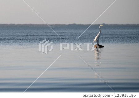 Great egret stands alone on a rock in tranquil water at sunset 123915180