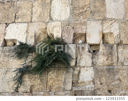 Doves and a caper bush on the Wailing Wall 123915355