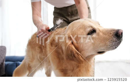 Woman Owner Brushing Paws To Her Dog, Grooming Procedures At Home Woman Owner Brushing Paws To Her Dog, Grooming Procedures At Home 123915520
