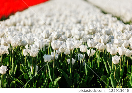 Scenic view of rows of bright colorful blooming tulips flower field in Europe. Dutch floral commercial plantation bulb growing business. Beautiful natural Netherlands landscape 123915646