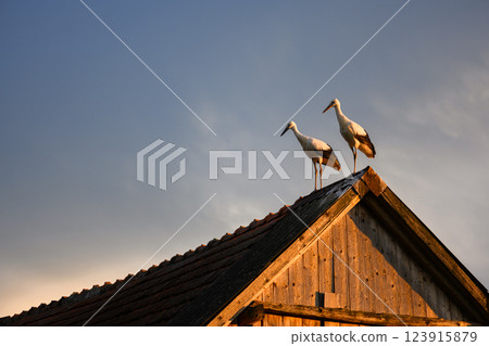 Couple of white storks resting on an old house roof Couple of white storks resting on an old house roof 123915879