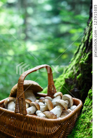 Freshly picked porcini mushrooms in a basket 123915885
