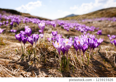 Vibrant crocuses covering a mountain meadow 123915926