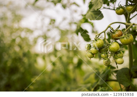 Different types of tomatoes. Harvest of tomato varieties Different types of tomatoes. Harvest of tomato varieties 123915938