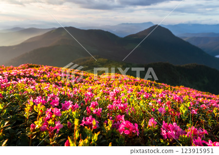 Vibrant rhododendron flowers in full bloom on a mountain slope 123915951