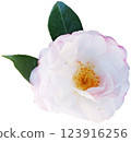 White and pink rose isolated on white background. Close-up. 123916256
