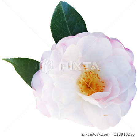 White and pink rose isolated on white background. Close-up. White and pink rose isolated on white background. Close-up. 123916256