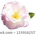 White and pink rose isolated on white background. Close-up. 123916257
