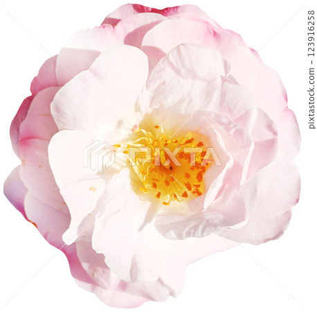 White and pink rose isolated on white background. Close-up. White and pink rose isolated on white background. Close-up. 123916258