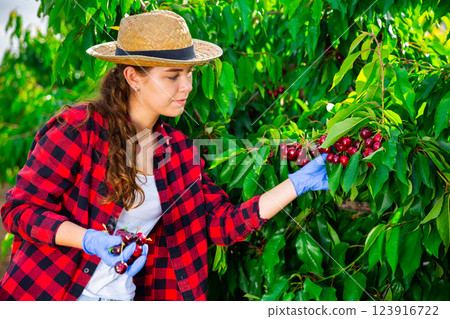 Young female farm worker harvesting sweet cherries in garden Young female farm worker harvesting sweet cherries in garden 123916722
