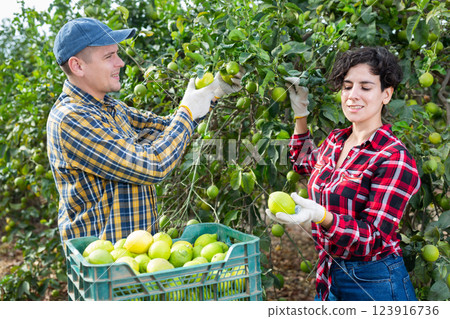 Professional farm workers harvesting fresh lemons at orchard on sunny day Professional farm workers harvesting fresh lemons at orchard on sunny day 123916736