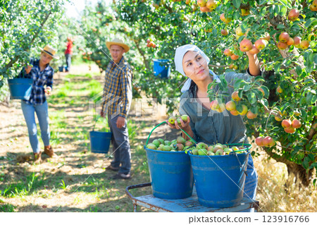 Female farmer picking ripe pears in orchard Female farmer picking ripe pears in orchard 123916766