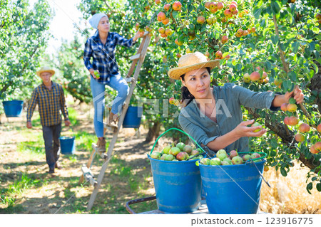 Female farmer picking ripe pears in orchard Female farmer picking ripe pears in orchard 123916775