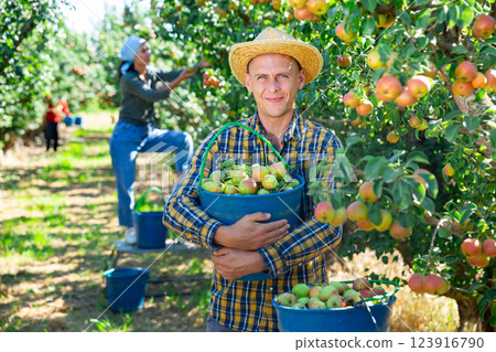 Man and woman harvesting pears Man and woman harvesting pears 123916790