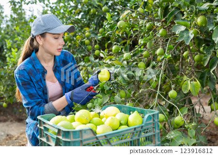 Delighted farmer woman holding lemons in fruit farm Delighted farmer woman holding lemons in fruit farm 123916812