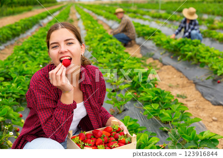 Woman farmer tasting new harvest of strawberry 123916844
