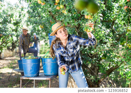 Girl and man harvesting pears Girl and man harvesting pears 123916852