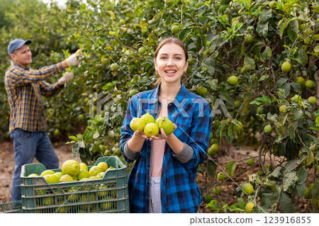Delighted farmers picking lemons in fruit farm Delighted farmers picking lemons in fruit farm 123916855