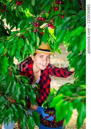 Woman farmer picking sweet cherries in orchard Woman farmer picking sweet cherries in orchard 123916865