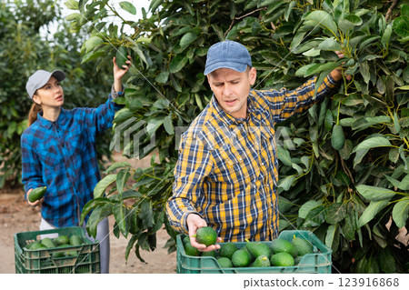 Focused European male picking ripe organic avocados in plastic container box in orchard or on farm on fall day Focused European male picking ripe organic avocados in plastic container box in orchard or on farm on fall day 123916868