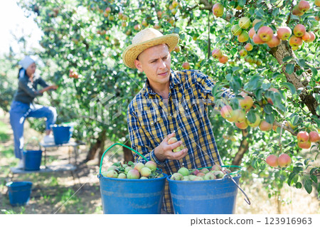 Man farmer harvesting ripe pears from tree in garden 123916963