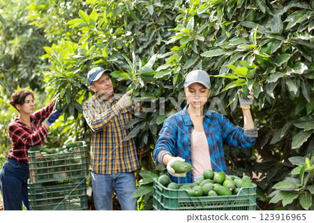 Group of multinational farmers gathering together gresh organic avocados on farm 123916965