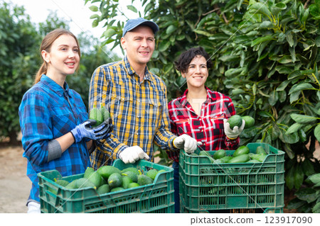 Three farmers posing with harvest of avocado in orchard 123917090