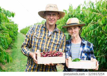 Hardworking man and a woman are standing in a fruit nursery, holding crates of cherries in their hands Hardworking man and a woman are standing in a fruit nursery, holding crates of cherries in their hands 123917254