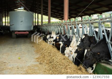 Feeding cows in barn using tractor - hay is distributed automatically 123917350