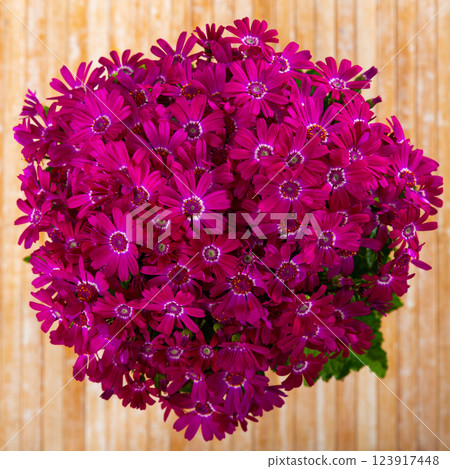 Colorful beautiful pink cineraria flowers Colorful beautiful pink cineraria flowers 123917448