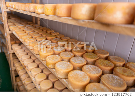 Shelf stands with heads of goat cheese in ripening chamber on cheese factory 123917702