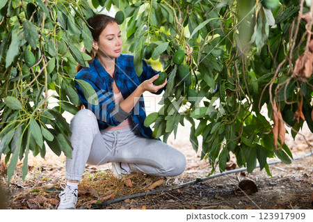 Positive farmer woman picking avocados in garden Positive farmer woman picking avocados in garden 123917909