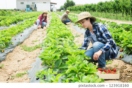 Hardworking farmers working on the plantation beds collect ripe strawberries 123918160