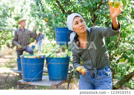 Two workers picking pears from trees 123918351