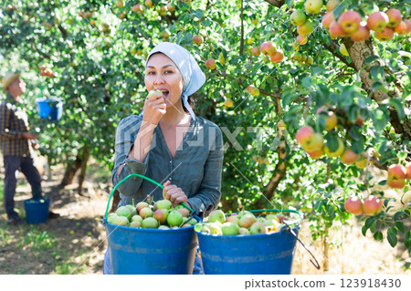 Woman farmer tasting harvested pear at orchard 123918430