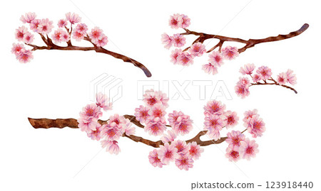 Pink cherry blossom branches for Japanese Hanami cherry blossom festival isolated on white background. Watercolor botanical template in lilac-pink color, in the sunrise palette. Watercolor template Pink cherry blossom branches for Japanese Hanami cherry blossom festival isolated on white background. Watercolor botanical template in lilac-pink color, in the sunrise palette. Watercolor template 123918440