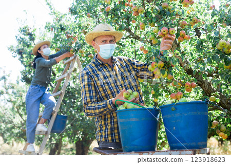 Harvesting of pears in garden 123918623