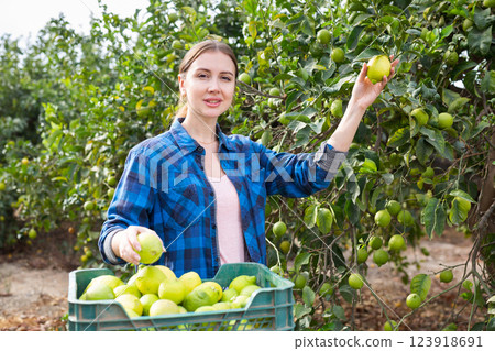 Delighted farmer woman holding lemons in fruit farm 123918691