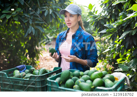 Positive woman harvesting ripe avocado in orchard 123918702